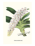 Orchidee (Kleinformat) Poster von Louis Van Houtte