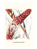 Venezuelan Bromeliad Poster von Louis Van Houtte