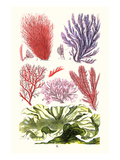 Seaweeds Green Laver Plakat af James Sowerby