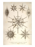 Acanthometra Sicula, Xiphacantha Types and Heliodiscus Phacodiscus Prints by Ernst Haeckel