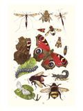 Mason Bee, Sting-Fly, Peacock Butterfly, Humble Bee Plakater af James Sowerby