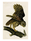 Barred Owl Print by John James Audubon