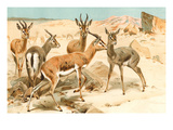 Gazelles Prints by F.W. Kuhnert