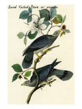 Band Tailed Dove or Pigeon Posters by John James Audubon