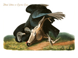 Black Vulture or Carrion Crow Posters by John James Audubon
