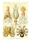 Cephlopods Poster by Ernst Haeckel