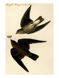 Rough Winged Swallow Posters by John James Audubon