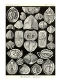 Spirobranchia or Fanworms Prints by Ernst Haeckel