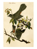 Cat Bird Print by John James Audubon