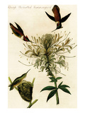 Rough Throated Hummingbird Posters by John James Audubon