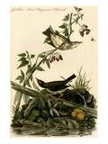 Golden Tail Wagtail Thrush Poster by John James Audubon