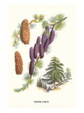 Sikkim Larch Poster von Louis Van Houtte