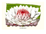 Lotus Flower - Water Lily Poster von Louis Van Houtte
