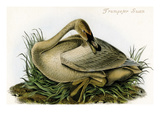 Trumpeter Swan Print by John James Audubon