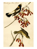 Wandering Rice Bird Prints by John James Audubon