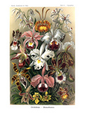 Orchids Poster by Ernst Haeckel