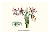 Milk and Wine Amaryllis Poster by Louis Van Houtte