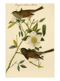 Oregon Snow Bird Prints by John James Audubon
