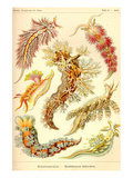 Nudibranch Gastropod Mollusks Print by Ernst Haeckel