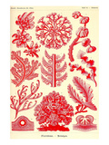 Floridae Print by Ernst Haeckel