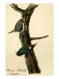 Brown Headed Nuthatch Posters par John James Audubon