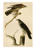 Gos Hawk Prints by John James Audubon