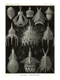 Radiolaria Posters by Ernst Haeckel