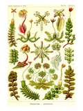 Liver Warts Prints by Ernst Haeckel