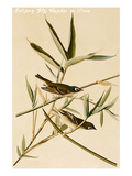 Solitary Fly Catcher or Vireo Prints by John James Audubon