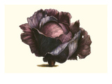 Purple Cabbage Prints by Philippe-Victoire Leveque de Vilmorin