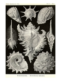 Gastropods Posters by Ernst Haeckel
