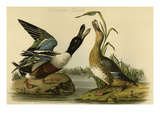 Shoveler Duck Posters by John James Audubon