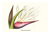 Bird of Paradise Flower Prints by Louis Van Houtte