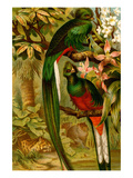 Quetzal Posters par F.W. Kuhnert
