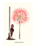 Guinean Amaryllis Prints by Louis Van Houtte