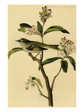 Cuvier's Kinglet Posters by John James Audubon