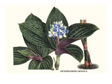 Dichorisamdra Mosaica Poster von Louis Van Houtte