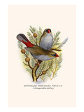 Australian Fire Tailed Finch Prints by F.w. Frohawk