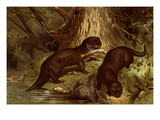 Sea Otters Posters by F.W. Kuhnert