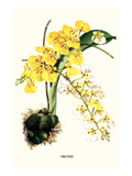 Orchidee (Kleinformat) Poster von Louis Van Houtte