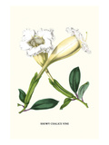 Showy Chalice Vine Kunstdrucke von Louis Van Houtte