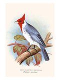 Red Crested Cardinal Posters by F.w. Frohawk