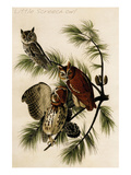 Little Screech Owl Posters by John James Audubon