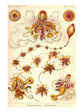 Siphoneae Hydrozoa Posters by Ernst Haeckel
