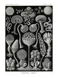 Slime Molds Photo by Ernst Haeckel