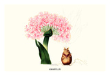 Amaryllis Posters by Louis Van Houtte