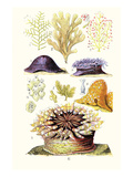 Anemones and Seaweeds Billeder af James Sowerby