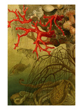 Coral Posters by F.W. Kuhnert
