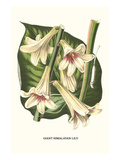 Giant Himalayan Lily Kunstdrucke von Louis Van Houtte