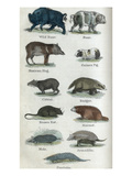 Animals Posters